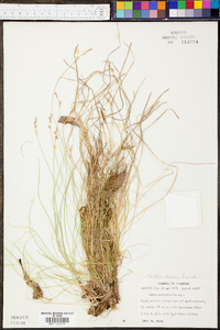 Carex albicans var. albicans image