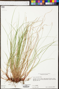 Carex albicans var. albicans image