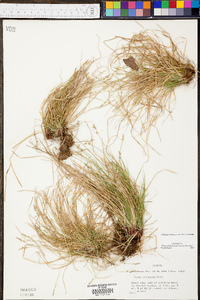 Carex albicans var. albicans image