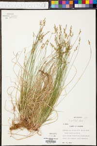 Carex albicans var. albicans image