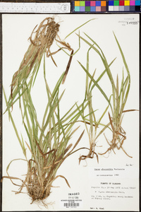 Carex abscondita image