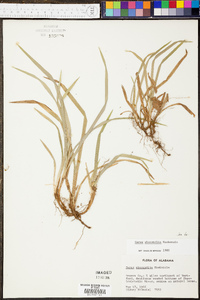 Carex abscondita image