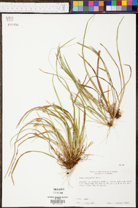 Carex abscondita image