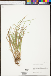 Carex abscondita image