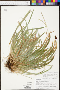 Carex abscondita image