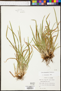 Carex abscondita image