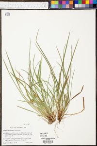 Carex abscondita image