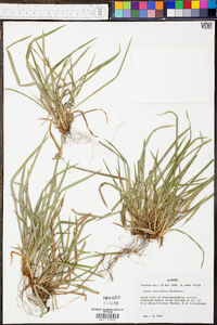 Carex abscondita image