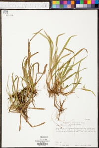 Carex abscondita image