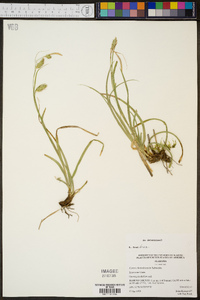 Carex cherokeensis image