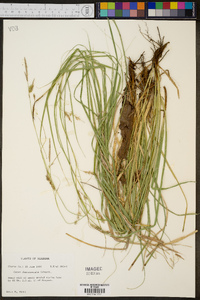 Carex cherokeensis image