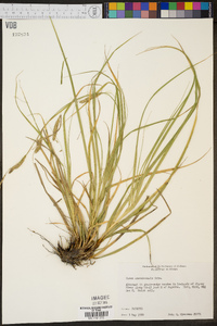 Carex cherokeensis image