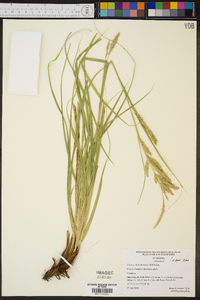 Carex cherokeensis image