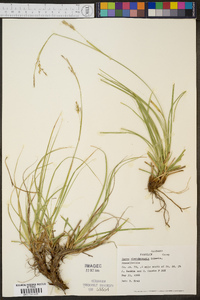 Carex cherokeensis image