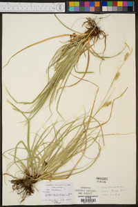 Carex cherokeensis image