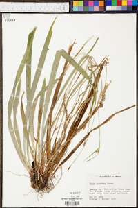 Carex careyana image