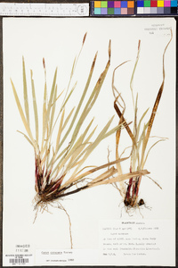 Carex careyana image