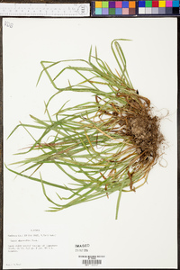 Carex abscondita image