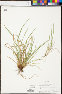 Carex abscondita image