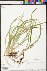 Carex abscondita image