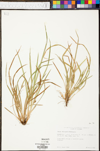 Carex abscondita image