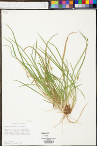 Carex abscondita image