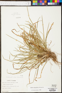 Carex abscondita image