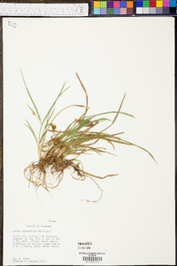 Carex abscondita image