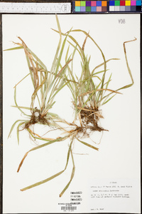 Carex abscondita image