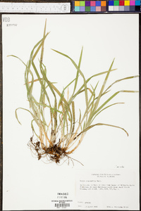 Carex abscondita image