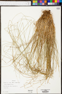 Carex trisperma image