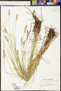 Carex triangularis image