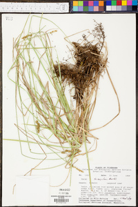 Carex triangularis image