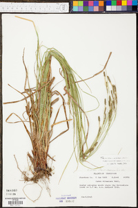 Carex virescens image