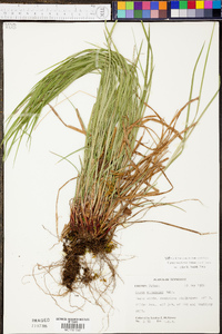 Carex virescens image