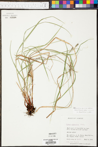 Carex virescens image