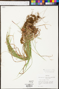 Carex virescens image