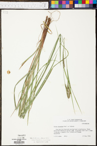 Carex virescens image