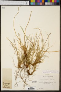 Carex reznicekii image