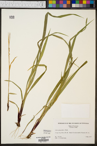 Carex purpurifera image