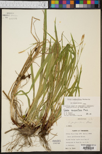 Carex purpurifera image