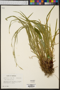 Carex purpurifera image