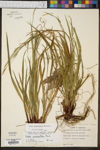 Carex purpurifera image