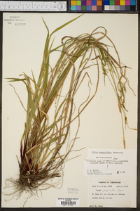 Carex purpurifera image