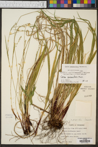 Carex purpurifera image