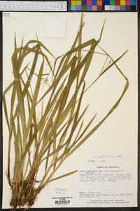 Carex purpurifera image