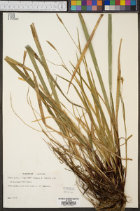 Carex purpurifera image