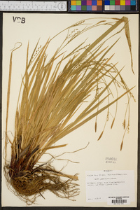 Carex purpurifera image