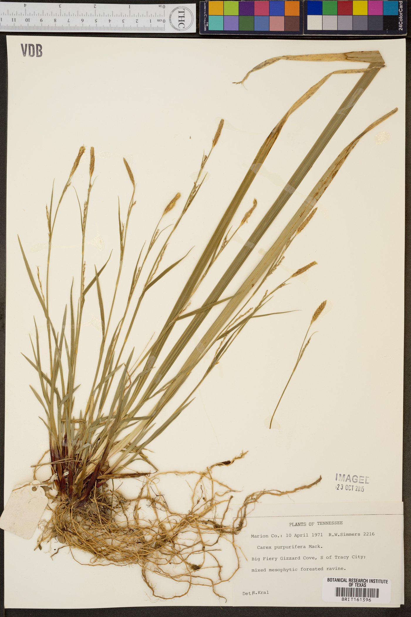 Carex purpurifera image