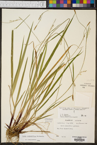 Carex purpurifera image